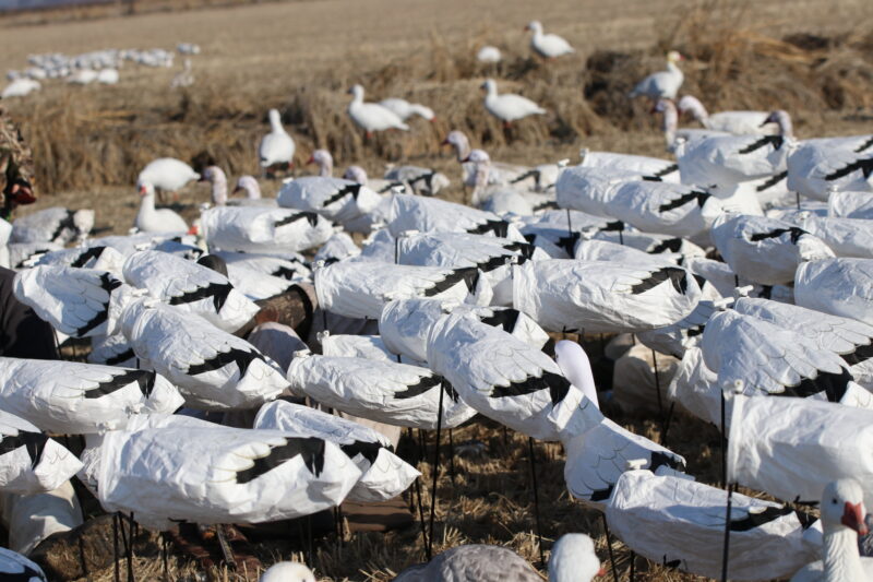 snow geese windsocks