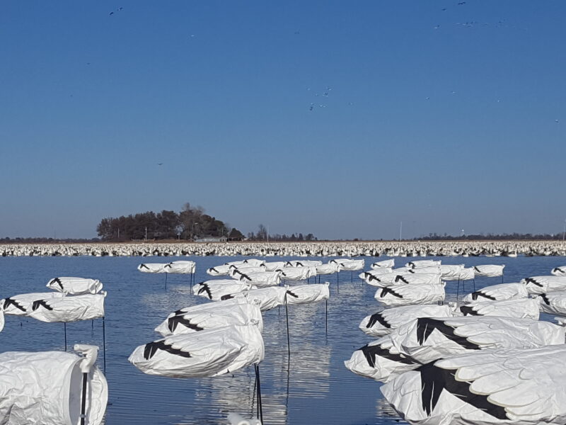 snow goose socks