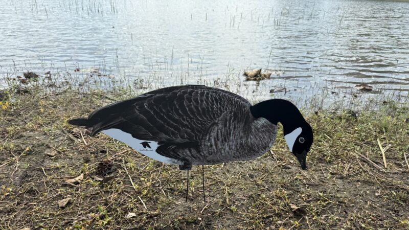 Canada goose silhouettes