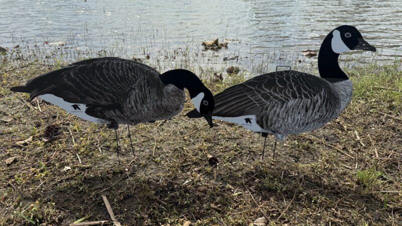 Canada goose silos