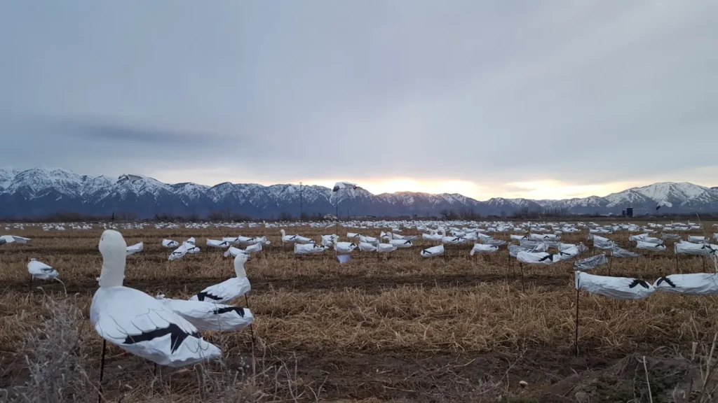 SkyFly Snow Goose windsock decoys deployed in a hunting field, demonstrating realistic motion and visibility for waterfowl hunting.